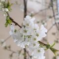 Hanami