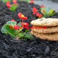 Biscuits à l'avoine et aux graines de tournesol