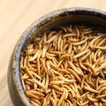 Dégustation d'insectes: alors, c'est bon?