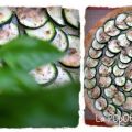Tarte Fine COurgette et Parmesan