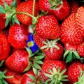 Confiture de fraises du jardin (recette de base)