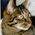 WEEKEND CAT BLOGGING #18
