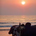 Voyage en Inde, découvertes culinaires: La côte[...]