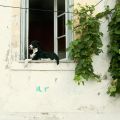 J'aime les Dolmas {feuilles de vignes farcies}