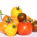 Défilé de Tomates