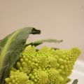 Galette de pommes de terre et chou romanesco[...]