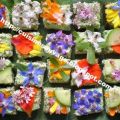 Les plantes d'Emilie