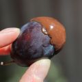 Quetsche au chocolat