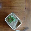 Pâté végétal aux lentilles, graines de[...]