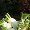 Gratin de fenouil à la crème et au Grana Padano
