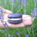 Macaron lavande