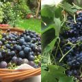 Vendanges lilloises et le gâteau qui en[...]