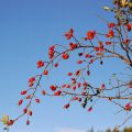 Confiture de cynorhodon, le gratte-cul ou fruit[...]