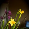 C'est le printemps !!!