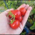 Mon potager de balcon