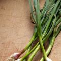 L'aillet : Infos, Recettes et Traditions