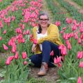 Autocueillette de tulipes à Laval
