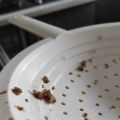 Quoi faire avec des restes de lentilles