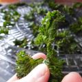Chips de Kale version déshydrateur