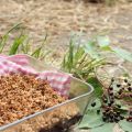 Crumble mûres et sureau