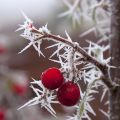 Hiver 2012 - 2013