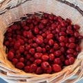 Provision Sucrée Avant L'Hiver : Confiture[...]