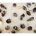 Sur la plage abandonnée... Fruits de mer au[...]