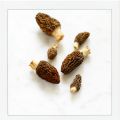 La morille (infos pratiques et recettes)