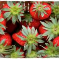 Ma Recette Maréchal Fraicheur : Salade POmme[...]