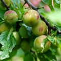 Confiture de reines-claudes