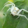 Misumena vatia
