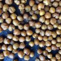 Pois chiches grillés aux épices