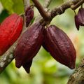 Culture et récolte du chocolat