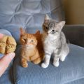 Biscuits pour chats