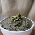 Tapenade