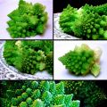 Le chou-fleur Romanesco