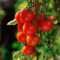 Tomates confites , une merveille de saveurs !