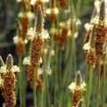 Le psyllium, ancêtre des laxatifs, plante[...]