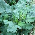 Une savoureuse tourte verte