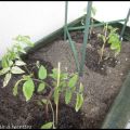 Un potager sur mon balcon