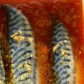 Filets de maquereau marinés