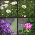 Quelques photos du jardin ...