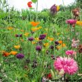 Les fleurs à l'honneur