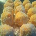 Mini boules de neige mandarine ~ coco, saveur[...]