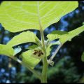 9 juin 2010, ça pousse et ça fleuri