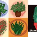 Cinq plantes faciles à vivre