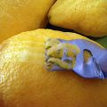 Le Citron Bio De Calabre