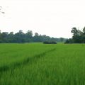 Cambodia My Love