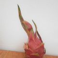 Qu'est-ce que c'est que ce machin ? La pitaya[...]