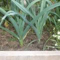 Les dernières nouvelles du jardin